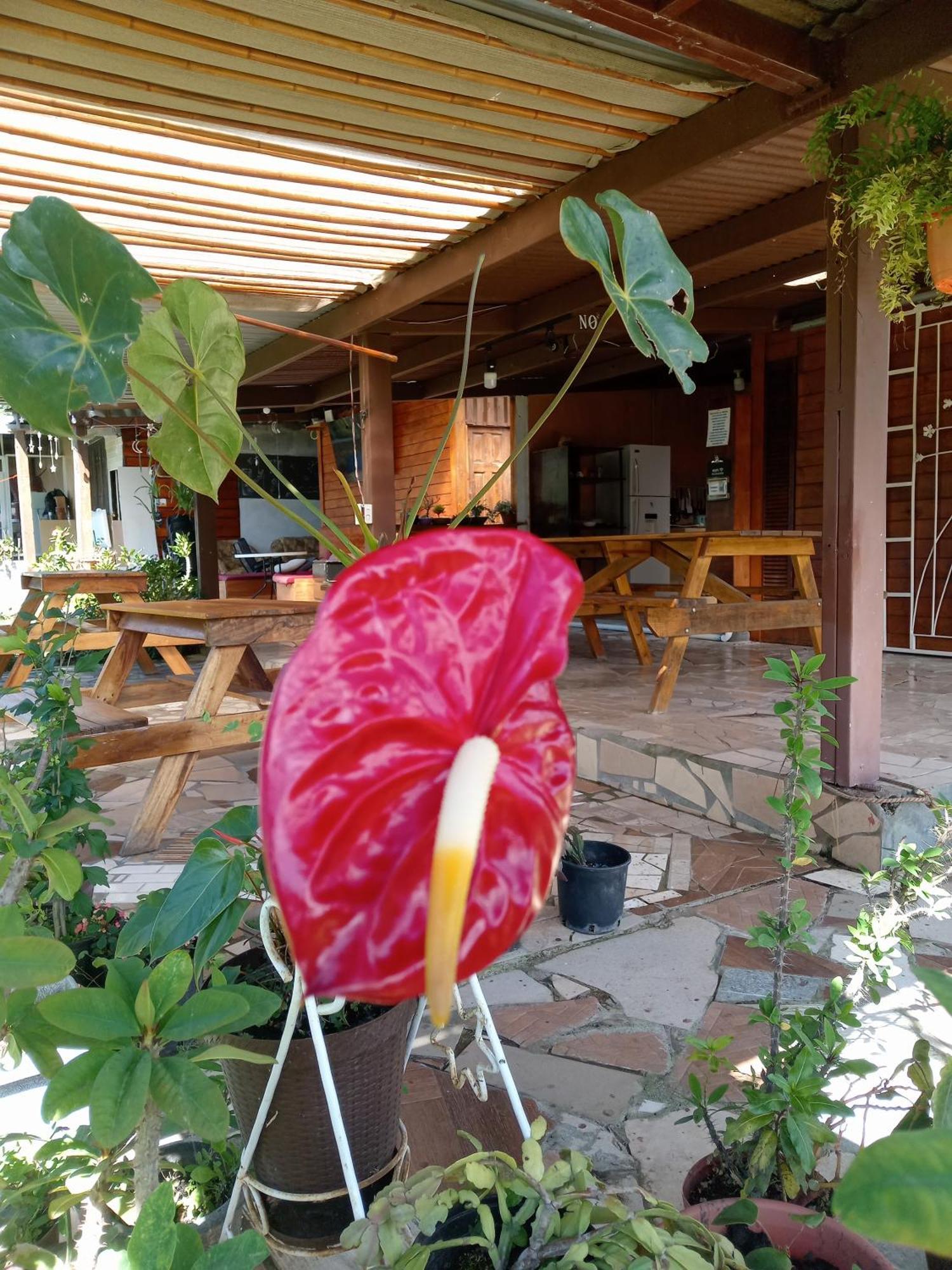 Hostal Vista Boquete Bajo Boquete Εξωτερικό φωτογραφία